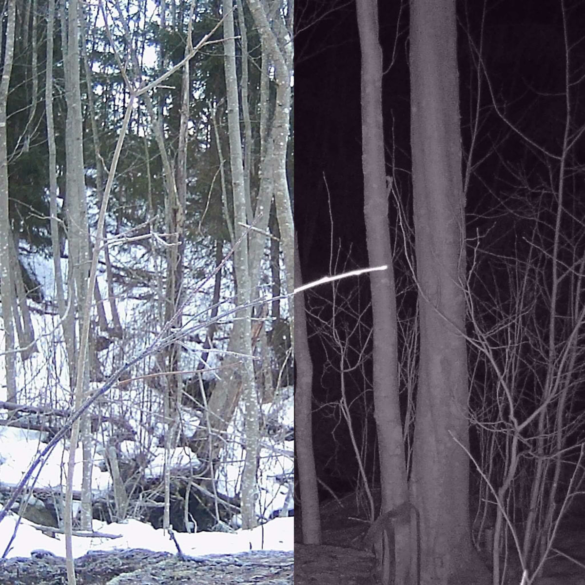 
              Trekker 2 x Vildtkamera Sæt Afsendelse 2G