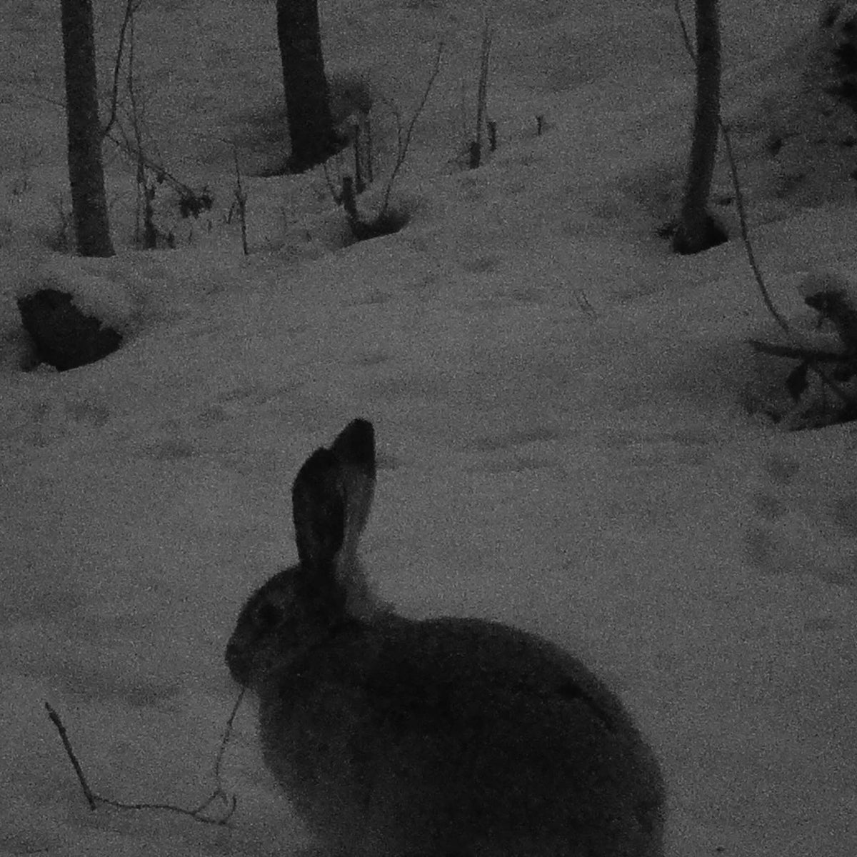 
              Riistakamera Premium, tallentava - Trekker