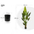 Lykke Artificial Plants Bird of Paradise 200cm