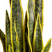 Lykke Artificial Plants Snake Plant 65cm